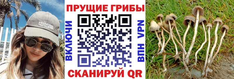 Псилоцибиновые грибы GOLDEN TEACHER Ипатово